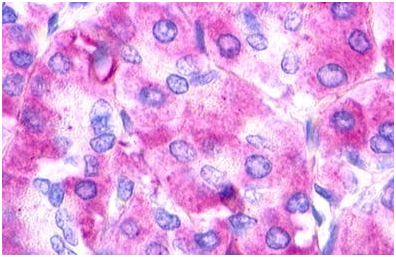 Immunohistochemistry (Formalin/PFA-fixed paraffin-embedded sections) - Anti-GPCR GPR14 antibody - N-terminal (AB150584)