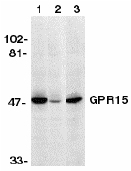 Western blot - Anti-GPCR GPR15 antibody (AB8104)