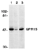 Western blot - Anti-GPCR GPR15 antibody (AB8104)
