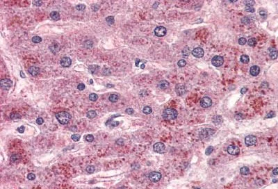 Immunohistochemistry (Formalin/PFA-fixed paraffin-embedded sections) - Anti-GPCR GPR15 antibody - Extracellular domain (AB188938)