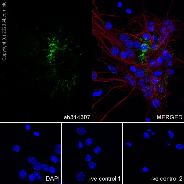 Immunocytochemistry/ Immunofluorescence - Anti-GPCR GPR17 antibody [EPR26422-118] (AB314307)