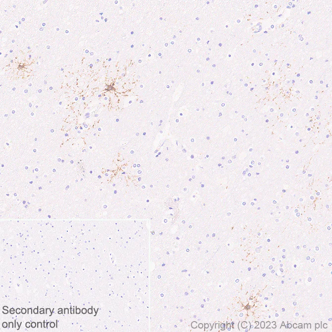 Immunohistochemistry (Formalin/PFA-fixed paraffin-embedded sections) - Anti-GPCR GPR17 antibody [EPR26422-118] (AB314307)