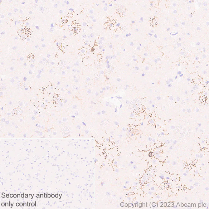 Immunohistochemistry (Formalin/PFA-fixed paraffin-embedded sections) - Anti-GPCR GPR17 antibody [EPR26422-118] (AB314307)