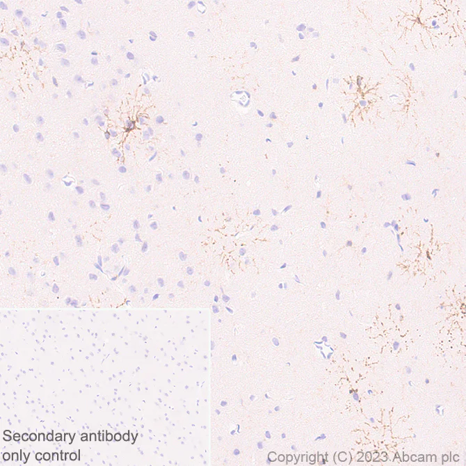 Immunohistochemistry (Formalin/PFA-fixed paraffin-embedded sections) - Anti-GPCR GPR17 antibody [EPR26422-118] (AB314307)
