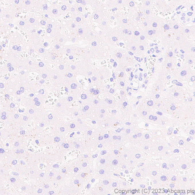 Immunohistochemistry (Formalin/PFA-fixed paraffin-embedded sections) - Anti-GPCR GPR17 antibody [EPR26422-118] (AB314307)