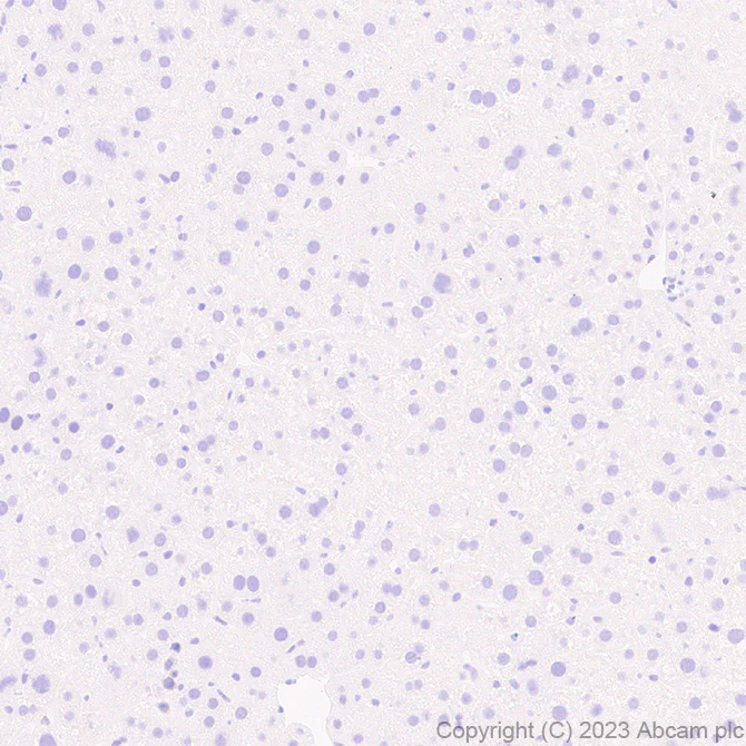 Immunohistochemistry (Formalin/PFA-fixed paraffin-embedded sections) - Anti-GPCR GPR17 antibody [EPR26422-118] (AB314307)