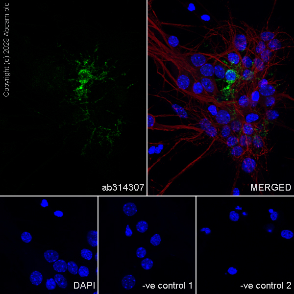 Immunocytochemistry/ Immunofluorescence - Anti-GPCR GPR17 antibody [EPR26422-118] - BSA and Azide free (ab314308), expandable thumbnail