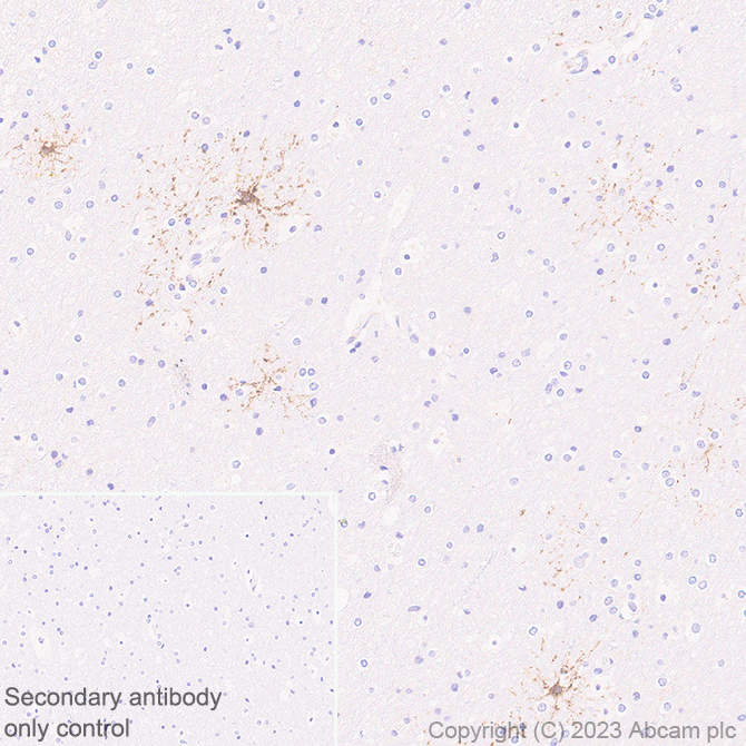 Immunohistochemistry (Formalin/PFA-fixed paraffin-embedded sections) - Anti-GPCR GPR17 antibody [EPR26422-118] - BSA and Azide free (ab314308), expandable thumbnail