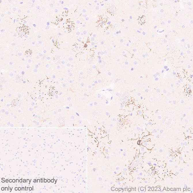 Immunohistochemistry (Formalin/PFA-fixed paraffin-embedded sections) - Anti-GPCR GPR17 antibody [EPR26422-118] - BSA and Azide free (ab314308), expandable thumbnail