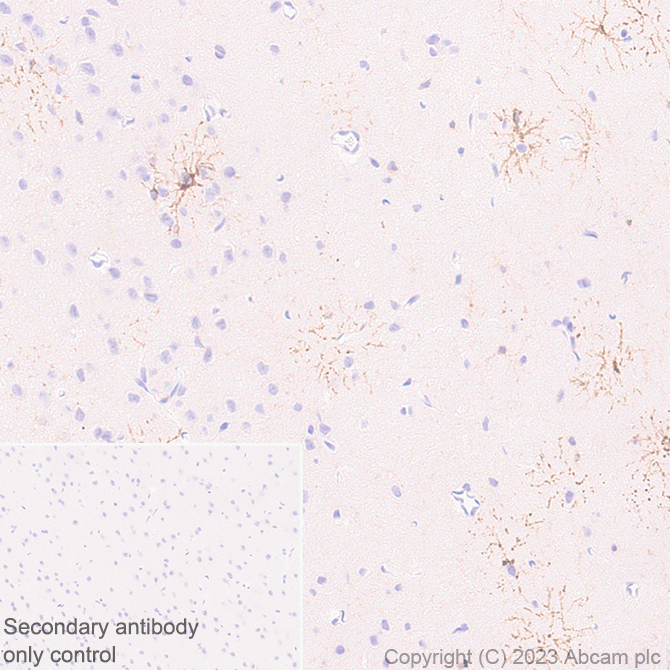 Immunohistochemistry (Formalin/PFA-fixed paraffin-embedded sections) - Anti-GPCR GPR17 antibody [EPR26422-118] - BSA and Azide free (ab314308), expandable thumbnail