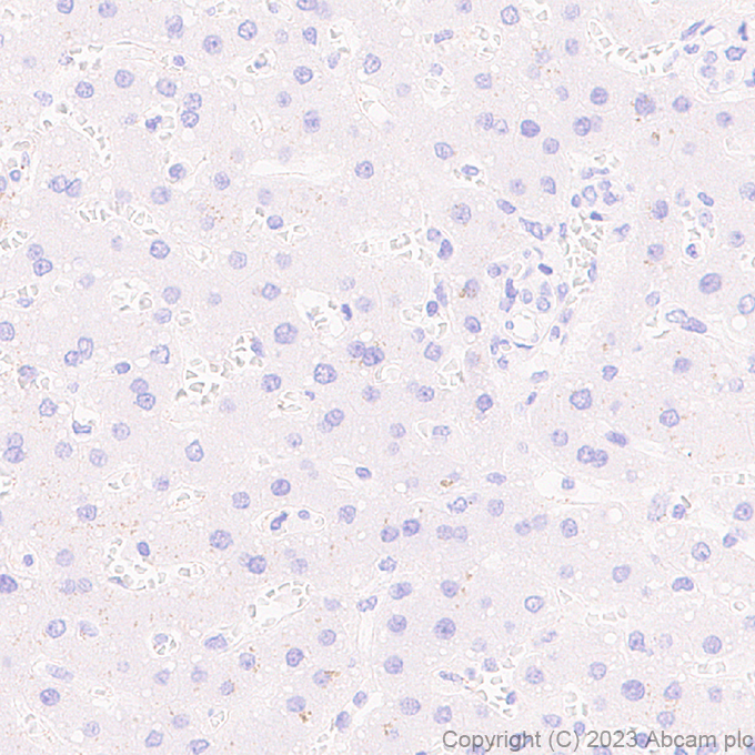 Immunohistochemistry (Formalin/PFA-fixed paraffin-embedded sections) - Anti-GPCR GPR17 antibody [EPR26422-118] - BSA and Azide free (ab314308), expandable thumbnail