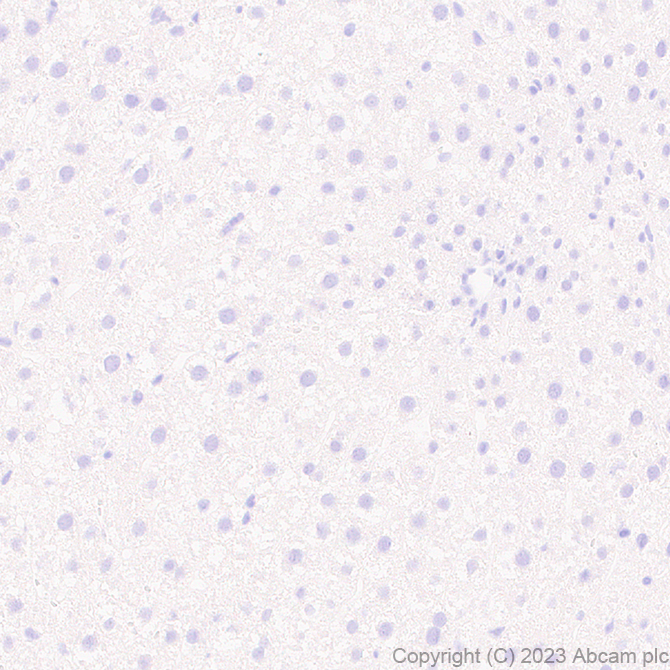 Immunohistochemistry (Formalin/PFA-fixed paraffin-embedded sections) - Anti-GPCR GPR17 antibody [EPR26422-118] - BSA and Azide free (ab314308), expandable thumbnail