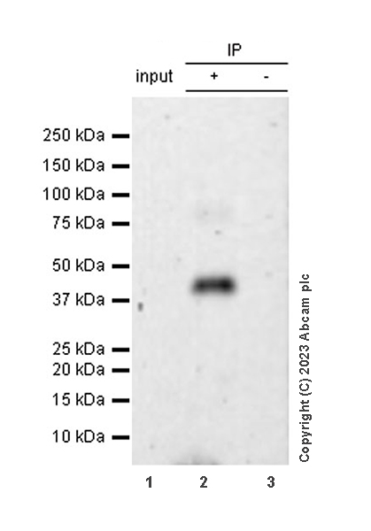 Immunoprecipitation - Anti-GPCR GPR17 antibody [EPR26422-118] - BSA and Azide free (AB314308), expandable thumbnail