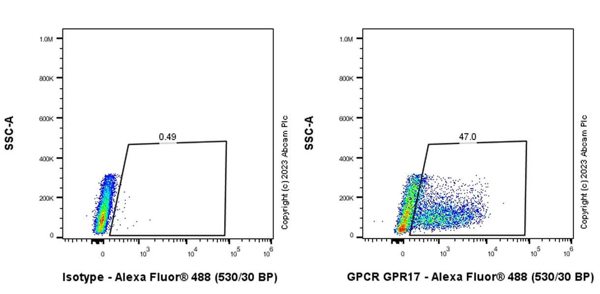 Flow Cytometry (Intracellular) - Anti-GPCR GPR17 antibody [EPR26423-34] (ab316105), expandable thumbnail