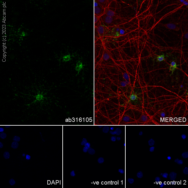 Immunocytochemistry/ Immunofluorescence - Anti-GPCR GPR17 antibody [EPR26423-34] (ab316105), expandable thumbnail