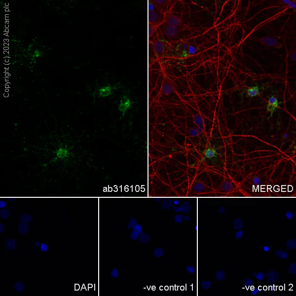 Immunocytochemistry/ Immunofluorescence - Anti-GPCR GPR17 antibody [EPR26423-34] (AB316105)