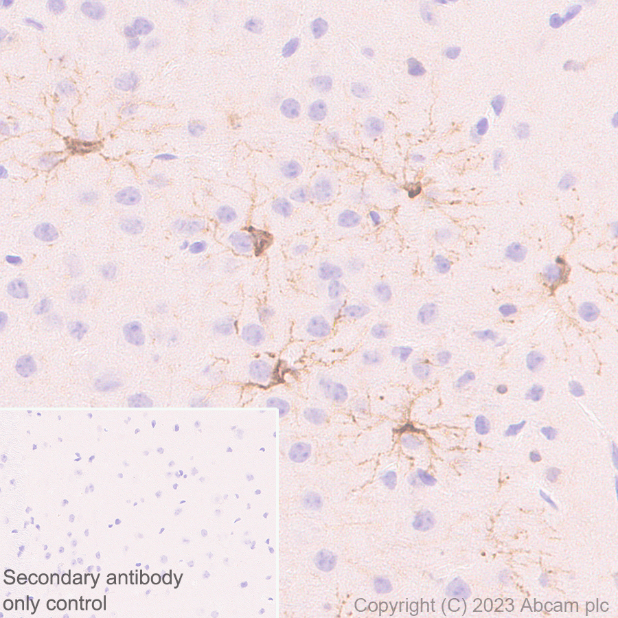 Immunohistochemistry (Formalin/PFA-fixed paraffin-embedded sections) - Anti-GPCR GPR17 antibody [EPR26423-34] (ab316105), expandable thumbnail