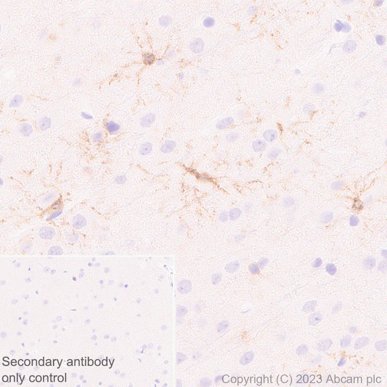 Immunohistochemistry (Formalin/PFA-fixed paraffin-embedded sections) - Anti-GPCR GPR17 antibody [EPR26423-34] (AB316105)