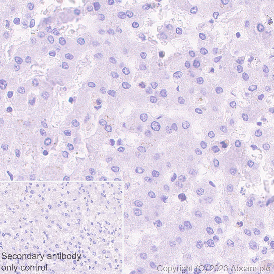 Immunohistochemistry (Formalin/PFA-fixed paraffin-embedded sections) - Anti-GPCR GPR17 antibody [EPR26423-34] (ab316105), expandable thumbnail