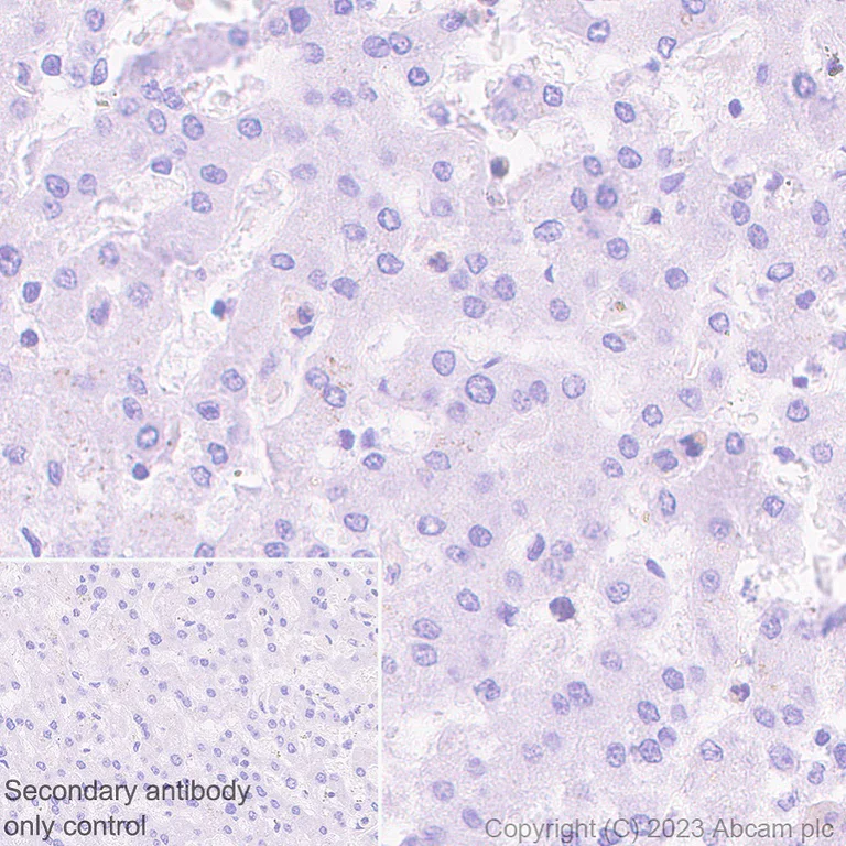 Immunohistochemistry (Formalin/PFA-fixed paraffin-embedded sections) - Anti-GPCR GPR17 antibody [EPR26423-34] (AB316105)