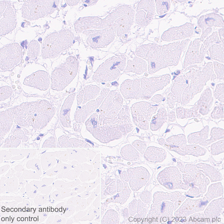 Immunohistochemistry (Formalin/PFA-fixed paraffin-embedded sections) - Anti-GPCR GPR17 antibody [EPR26423-34] (ab316105), expandable thumbnail