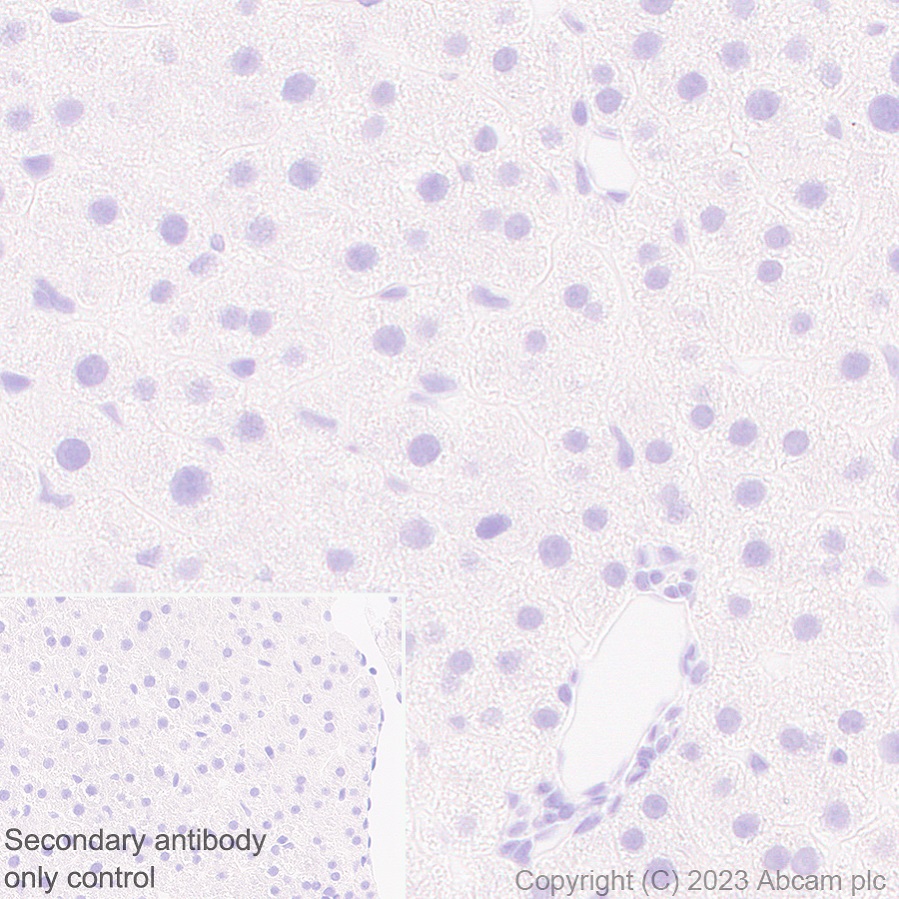 Immunohistochemistry (Formalin/PFA-fixed paraffin-embedded sections) - Anti-GPCR GPR17 antibody [EPR26423-34] (ab316105), expandable thumbnail