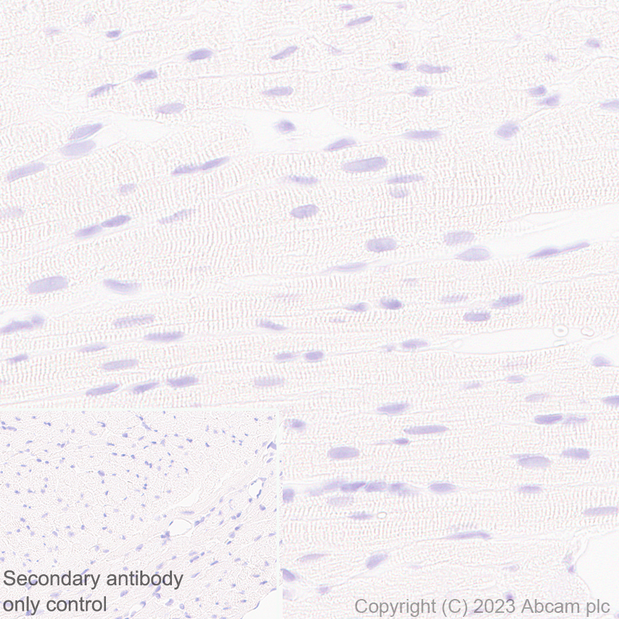 Immunohistochemistry (Formalin/PFA-fixed paraffin-embedded sections) - Anti-GPCR GPR17 antibody [EPR26423-34] (ab316105), expandable thumbnail