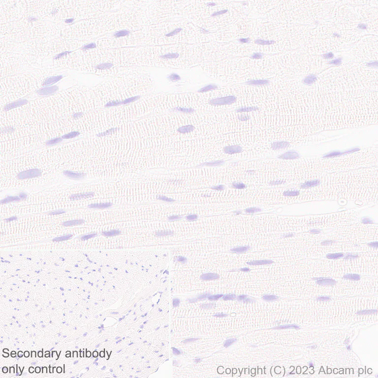 Immunohistochemistry (Formalin/PFA-fixed paraffin-embedded sections) - Anti-GPCR GPR17 antibody [EPR26423-34] (AB316105)