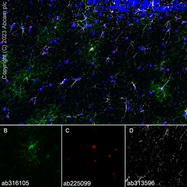 Immunohistochemistry (Frozen sections) - Anti-GPCR GPR17 antibody [EPR26423-34] (ab316105), expandable thumbnail