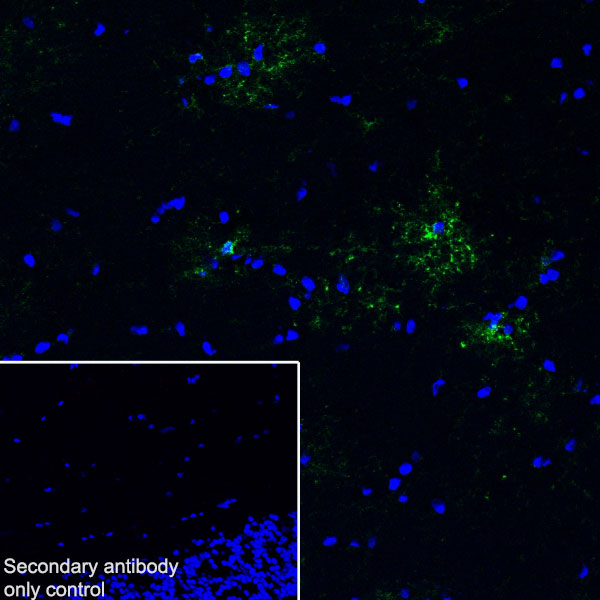 Immunohistochemistry (Frozen sections) - Anti-GPCR GPR17 antibody [EPR26423-34] (ab316105), expandable thumbnail