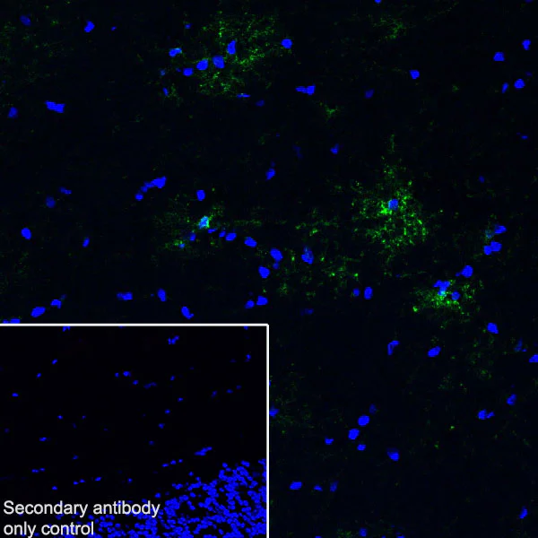 Immunohistochemistry (Frozen sections) - Anti-GPCR GPR17 antibody [EPR26423-34] (AB316105)