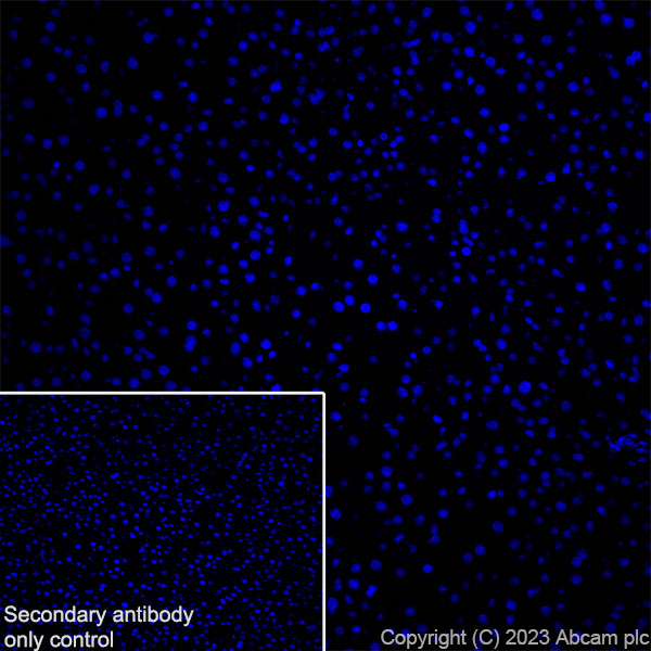 Immunohistochemistry (Frozen sections) - Anti-GPCR GPR17 antibody [EPR26423-34] (ab316105), expandable thumbnail