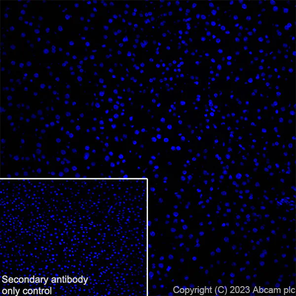 Immunohistochemistry (Frozen sections) - Anti-GPCR GPR17 antibody [EPR26423-34] (AB316105)