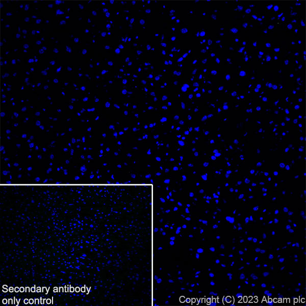 Immunohistochemistry (Frozen sections) - Anti-GPCR GPR17 antibody [EPR26423-34] (ab316105), expandable thumbnail