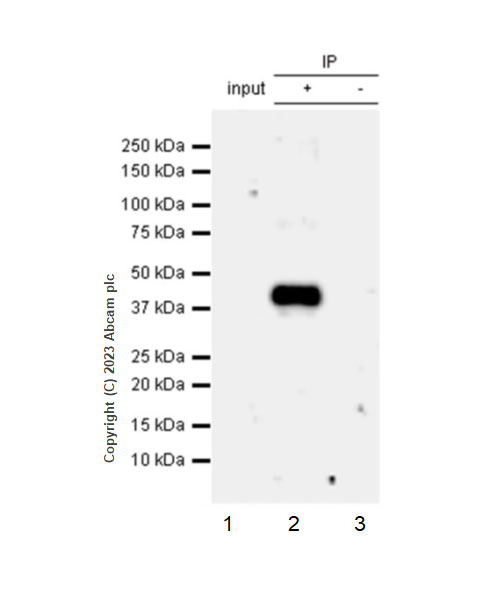 Immunoprecipitation - Anti-GPCR GPR17 antibody [EPR26423-34] (ab316105), expandable thumbnail
