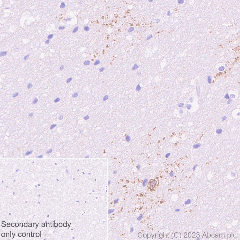 Immunohistochemistry (Formalin/PFA-fixed paraffin-embedded sections) - Anti-GPCR GPR17 antibody [EPR26423-34] - BSA and Azide free (AB316106)