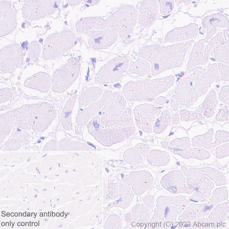 Immunohistochemistry (Formalin/PFA-fixed paraffin-embedded sections) - Anti-GPCR GPR17 antibody [EPR26423-34] - BSA and Azide free (AB316106)
