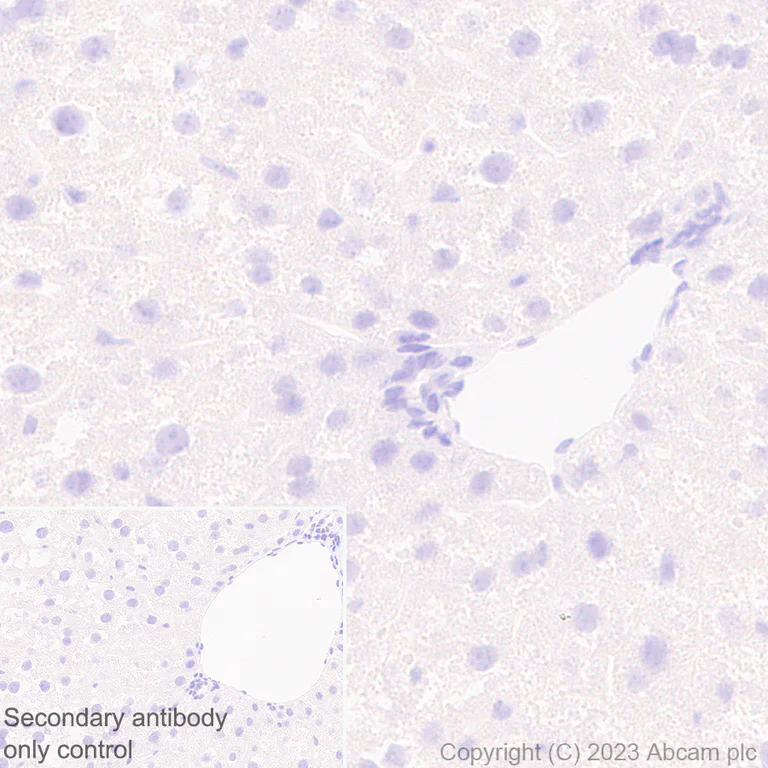 Immunohistochemistry (Formalin/PFA-fixed paraffin-embedded sections) - Anti-GPCR GPR17 antibody [EPR26423-34] - BSA and Azide free (AB316106)