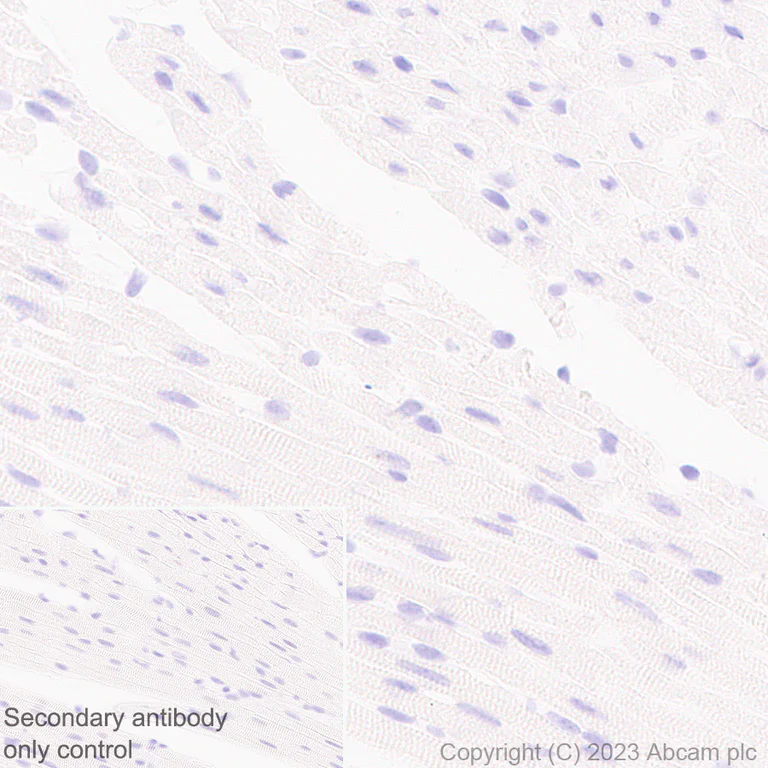 Immunohistochemistry (Formalin/PFA-fixed paraffin-embedded sections) - Anti-GPCR GPR17 antibody [EPR26423-34] - BSA and Azide free (AB316106)
