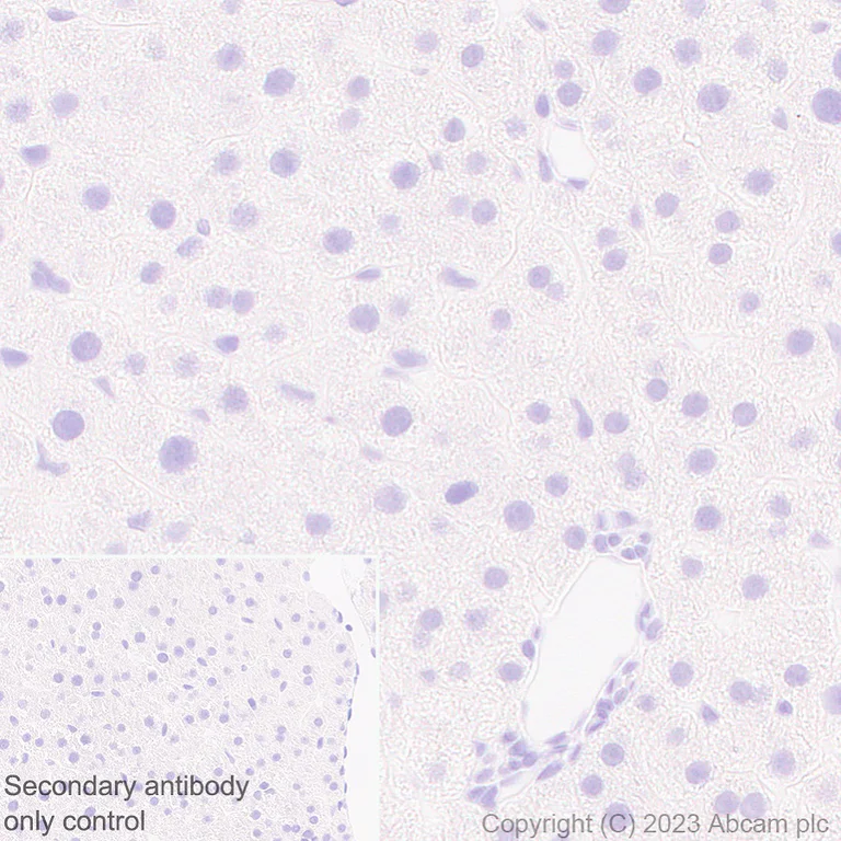 Immunohistochemistry (Formalin/PFA-fixed paraffin-embedded sections) - Anti-GPCR GPR17 antibody [EPR26423-34] - BSA and Azide free (AB316106)