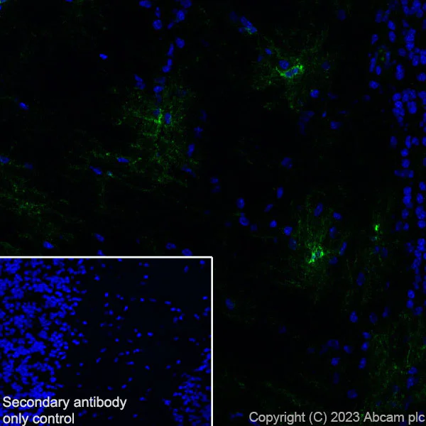 Immunohistochemistry (Frozen sections) - Anti-GPCR GPR17 antibody [EPR26423-34] - BSA and Azide free (AB316106)