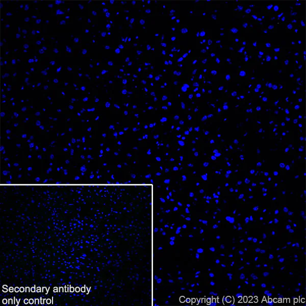 Immunohistochemistry (Frozen sections) - Anti-GPCR GPR17 antibody [EPR26423-34] - BSA and Azide free (AB316106)