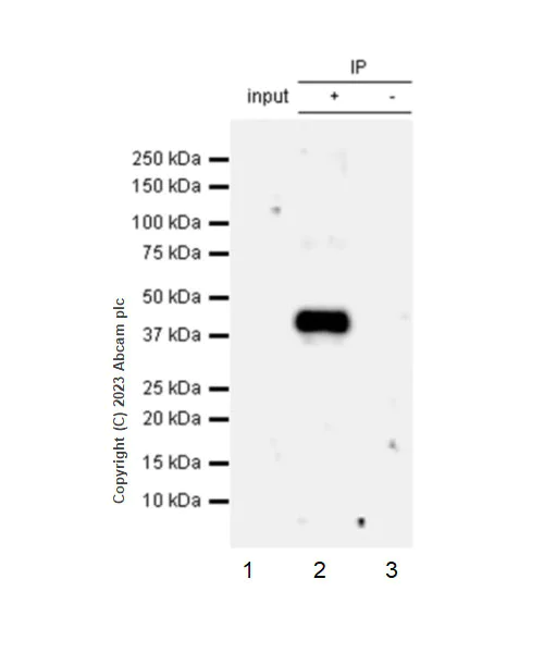 Immunoprecipitation - Anti-GPCR GPR17 antibody [EPR26423-34] - BSA and Azide free (AB316106)