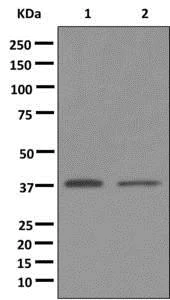 Western blot - Anti-GPCR GPR18 antibody [EPR12359] (AB174835)