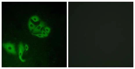 Immunocytochemistry/ Immunofluorescence - Anti-GPCR GPR20 antibody (AB75559)