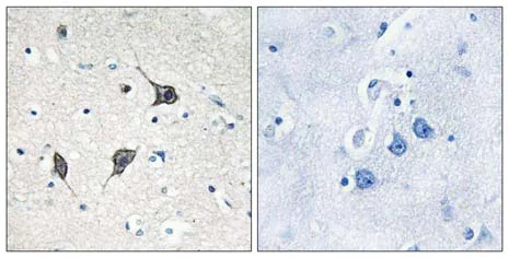 Immunohistochemistry (Formalin/PFA-fixed paraffin-embedded sections) - Anti-GPCR GPR20 antibody (AB75559)