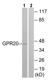 Western blot - Anti-GPCR GPR20 antibody (AB75559)