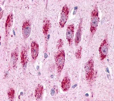 Immunohistochemistry (Formalin/PFA-fixed paraffin-embedded sections) - Anti-GPCR GPR3 antibody - Extracellular domain (AB219786)