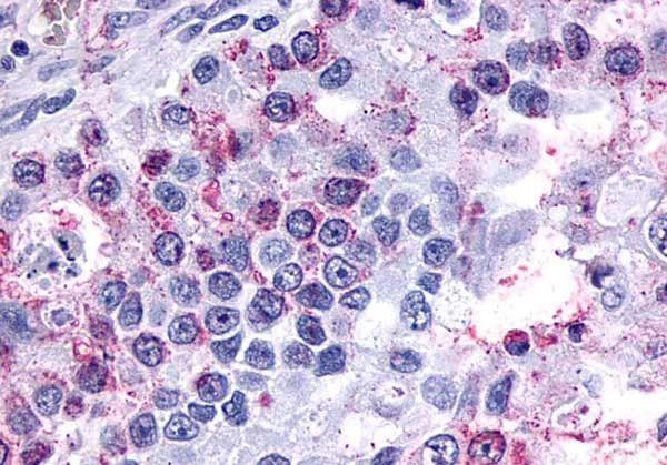 Immunohistochemistry (Formalin/PFA-fixed paraffin-embedded sections) - Anti-GPCR GPR3 antibody - Extracellular domain (AB219786)