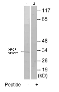 Western blot - Anti-GPCR GPR32 antibody (AB79516)